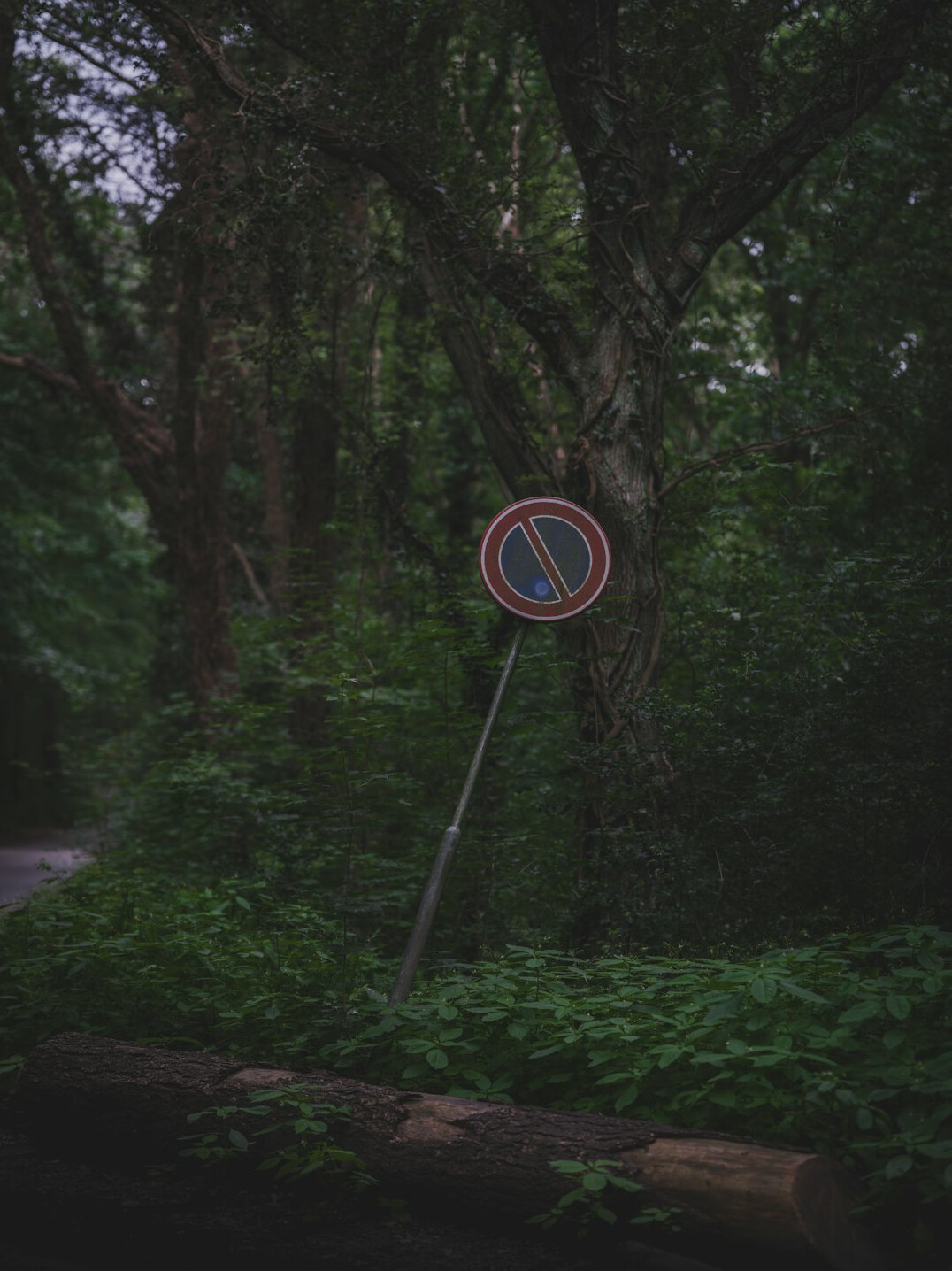 forbidden forest path