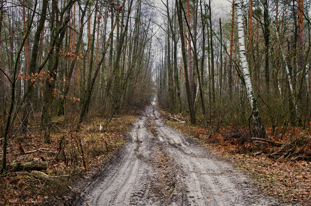 foggy forest trail